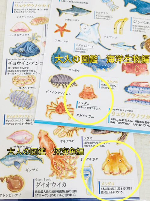 ume図鑑画像３　メンダコ.jpg