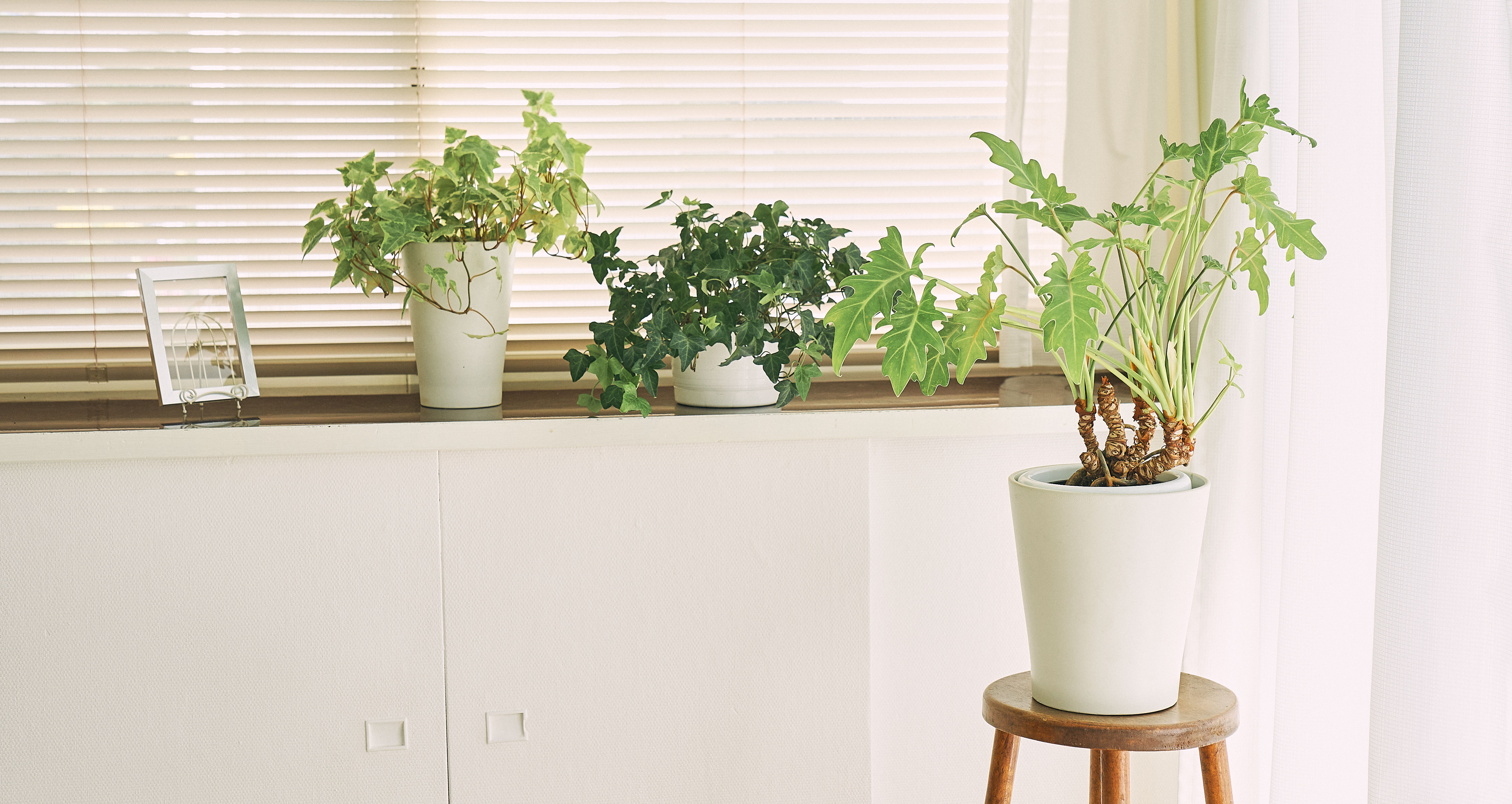 乾燥しやすい場所に観葉植物を置く
