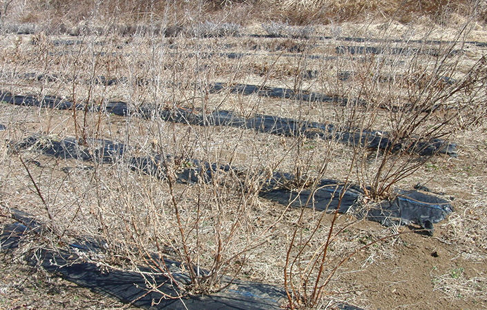 苗を植えられる「畑」の状態にするまで、約半年間かけた