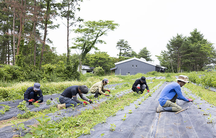 農薬・化学肥料は一切使わずに栽培