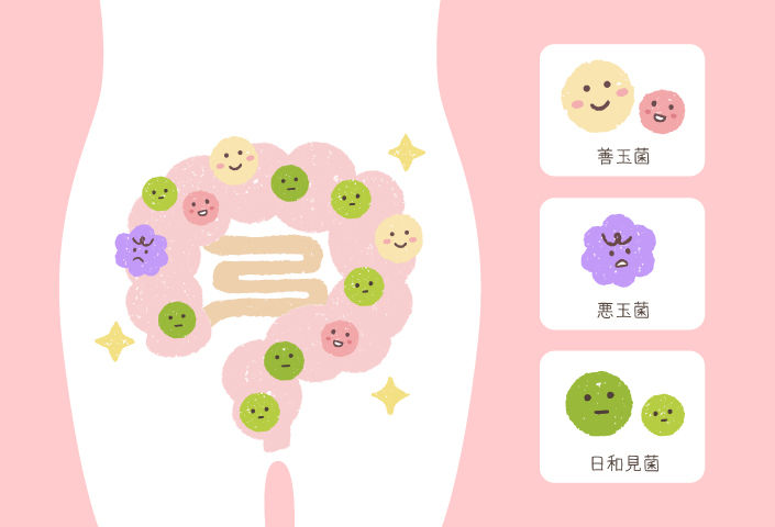 善玉菌・悪玉菌・日和見（ひよりみ）菌
