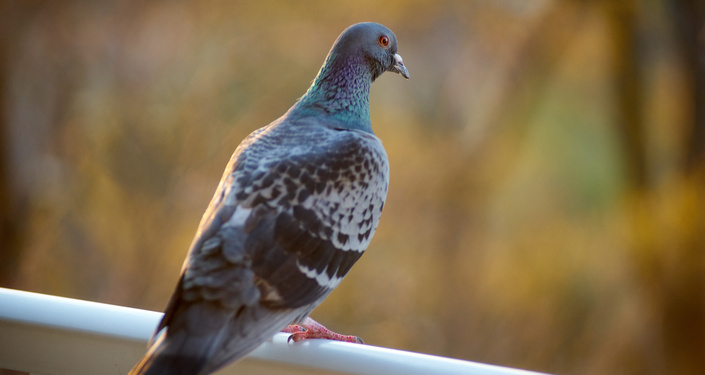鳥のフンは衛生対策を徹底する